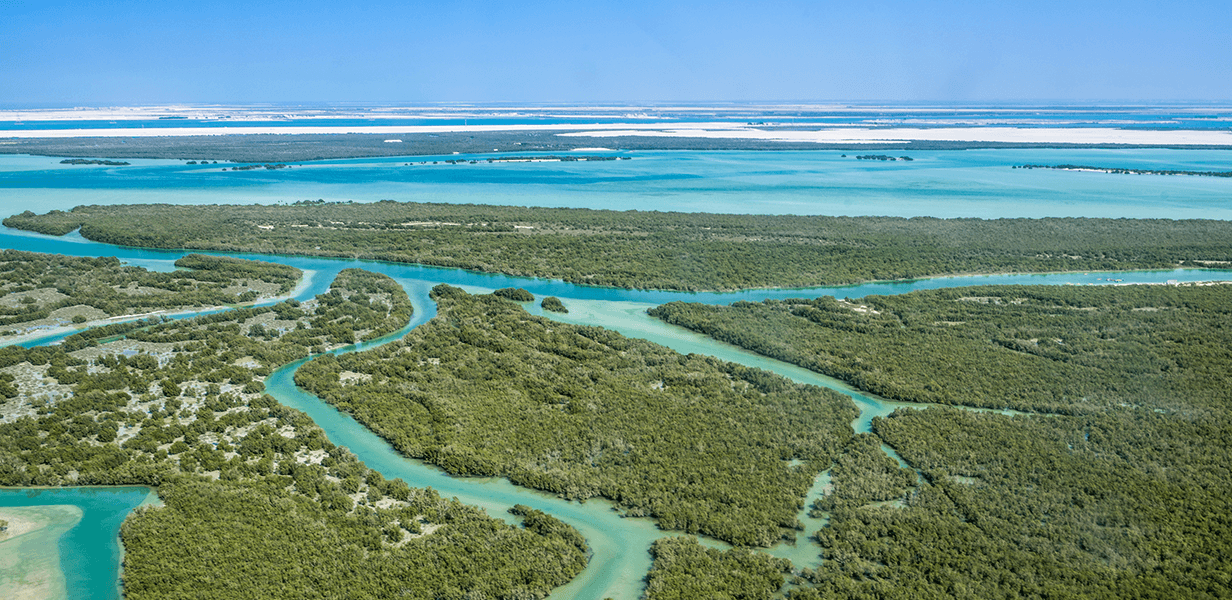 mangroves-mastercard-banner
